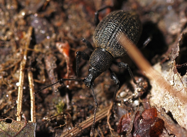 Othiorrynchus pseudonothus (= salicicola)