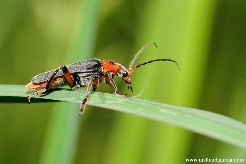 Cantharidae? Cantharis rustica