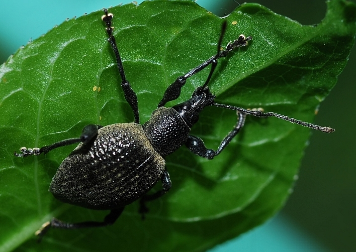 Othiorrynchus pseudonothus (= salicicola)