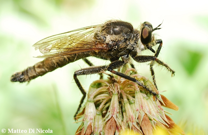 Asilidae...
