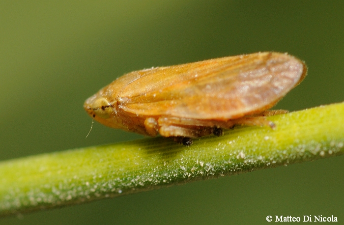 Cicadellide identificazione....no: sputacchina, P. spumarius