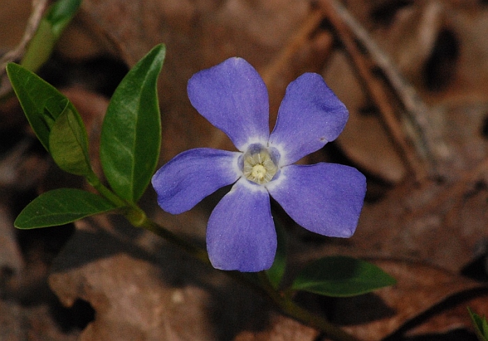 Lunaria annua e  Vinca sp.