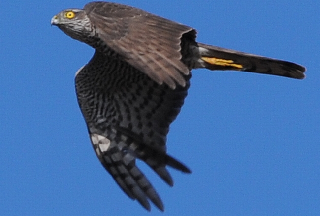 Rapace su Milano