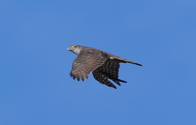 Rapace su Milano