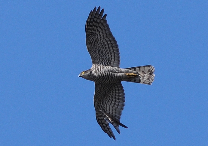 Rapace su Milano