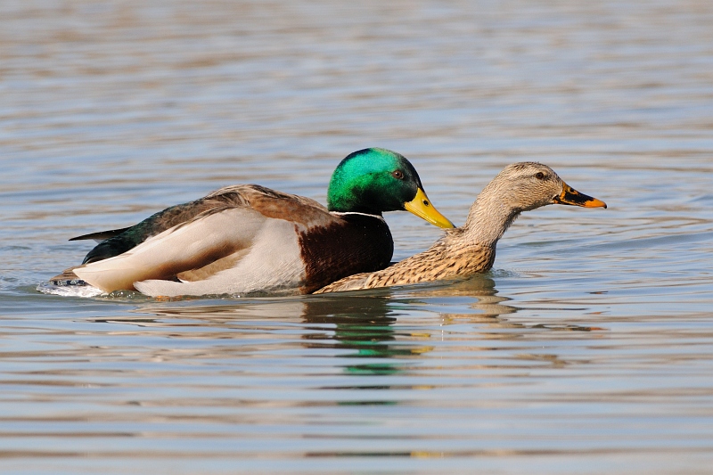 sentori di primavera
