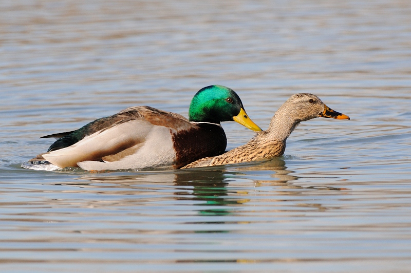 sentori di primavera