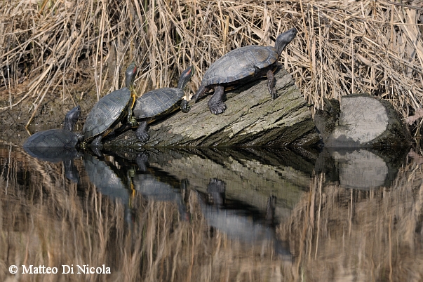 emidi... - Trachemys scripta