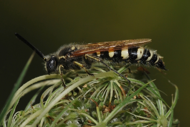 Colpa sexmaculata (Scolidae) e Apidae Halictinae.