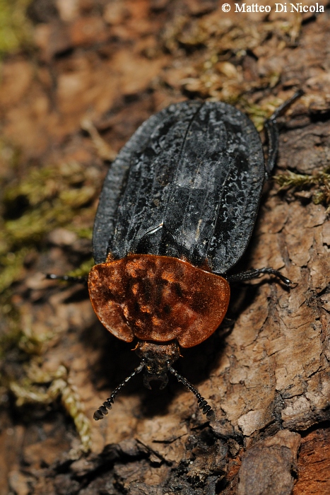 identificazione - Oiceoptoma thoracicum