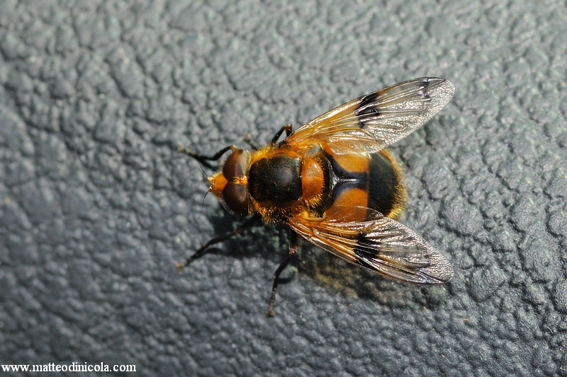 Volucella inflata M (Syrphidae)