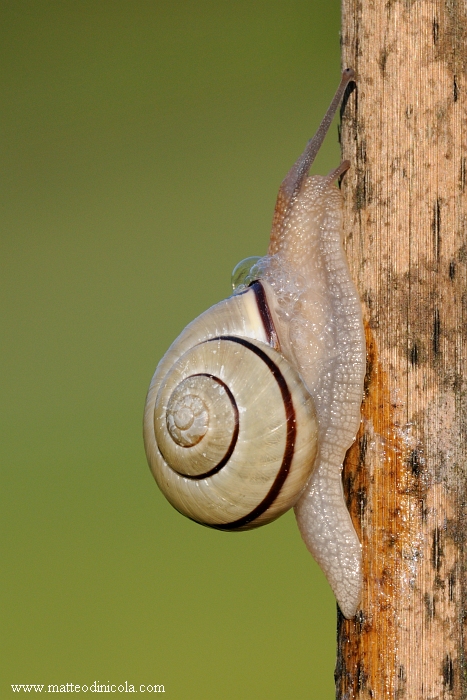  possibile determinarla?