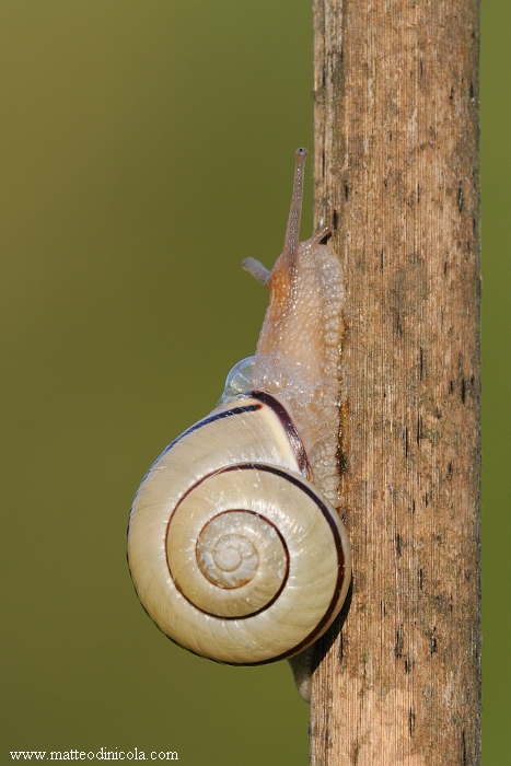  possibile determinarla?