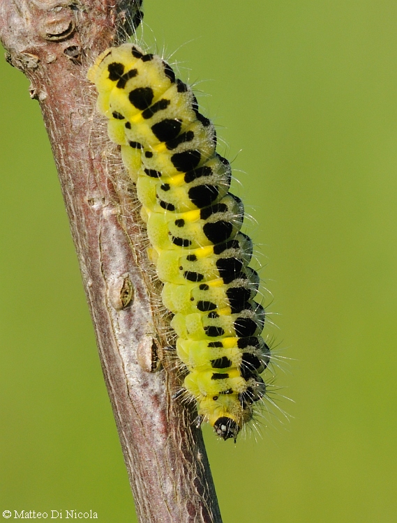 detemrinazione bruco - Zygaena sp.