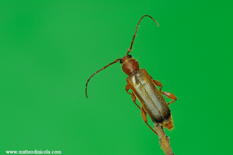Cerambycidae: Phymatodes testaceus