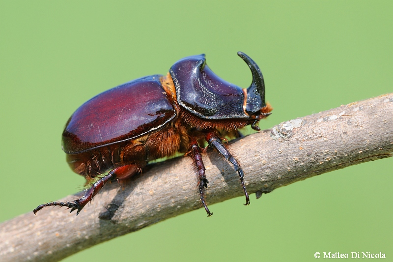 Oryctes nasicornis