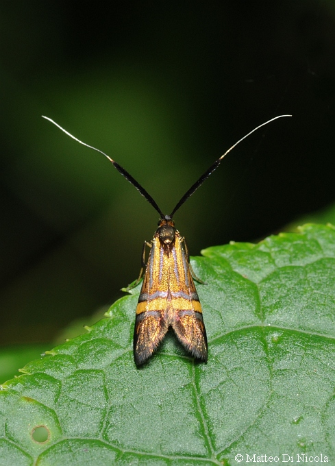 determinazione di Adelidae