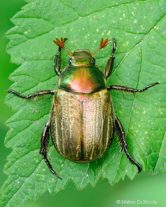 Scarabaeidae: Mimela junii