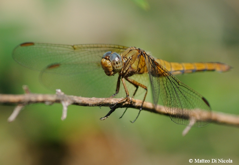 Aiuto determinazione - Orthetrum coerulescens
