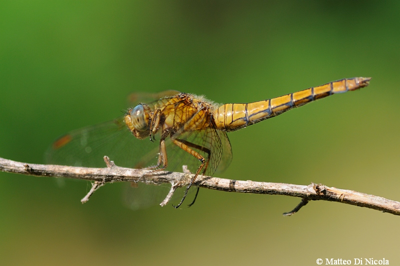 Aiuto determinazione - Orthetrum coerulescens