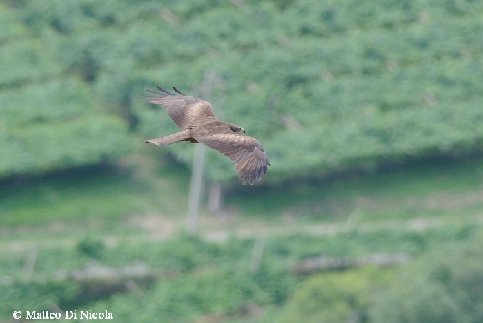 rapace...conferma ID