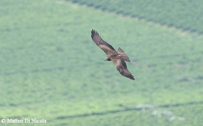 rapace...conferma ID