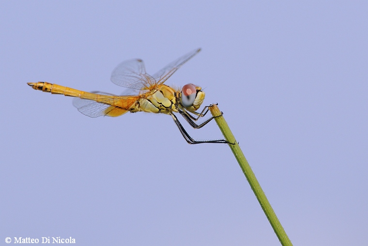 Sympetrum...quale - Sympetrum fonscolombii