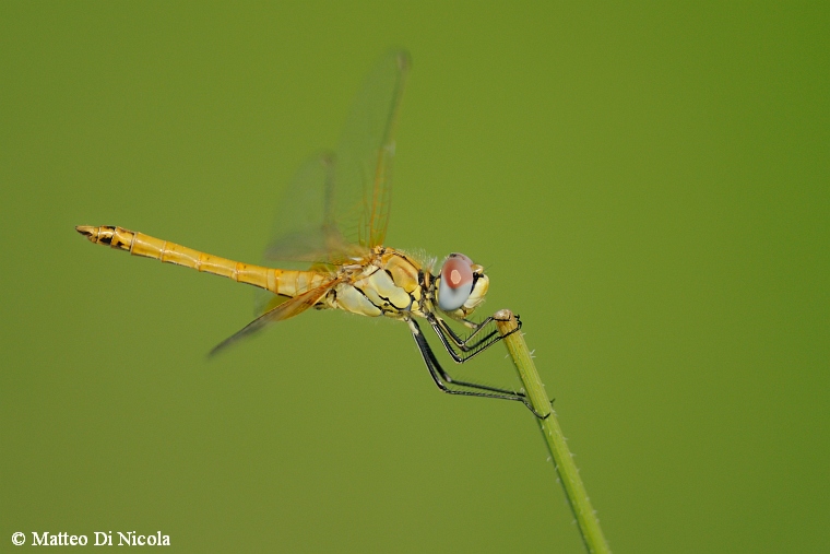 Sympetrum...quale - Sympetrum fonscolombii