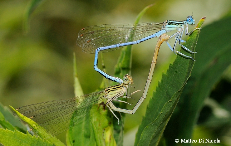 accoppiamento zigotteri - Platycnemis pennipes