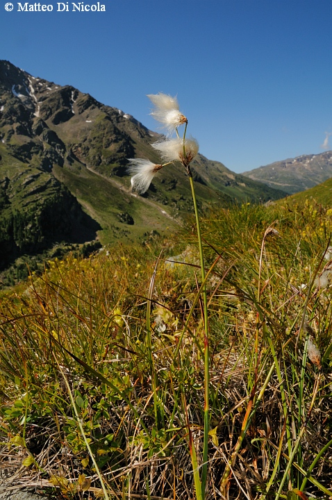 un po'' di flora dal Gavia