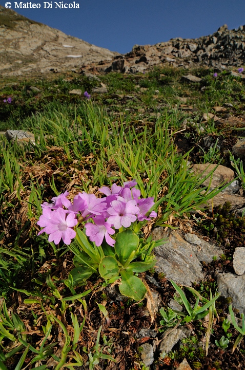 un po'' di flora dal Gavia
