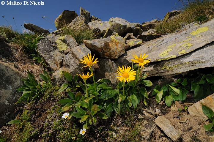 un po'' di flora dal Gavia