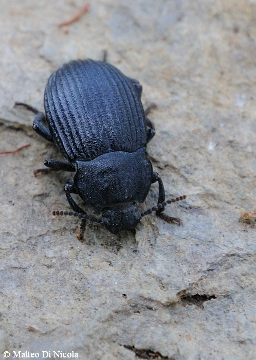 Tenebrionidae da identificare: Dendarus coarcticollis