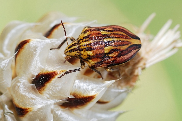 qualcuno la conosce? [Odontotarsus purpureolineatus]