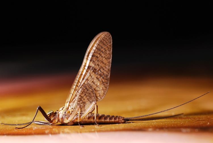 Ecdyonurus sp. e Serratella ignita