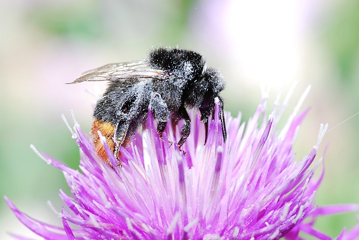 Bombus sp.