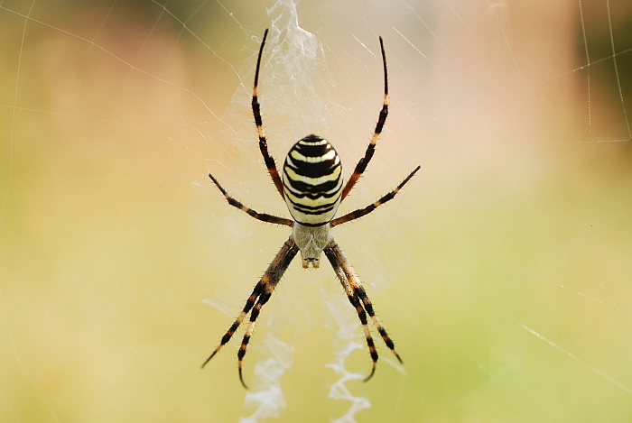 Argiope bruennichi:  preparazione del pranzo