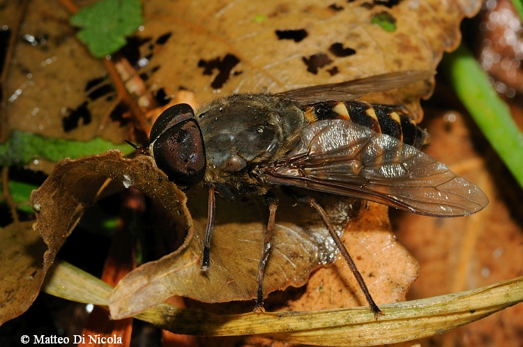 Tabanus sudeticus ?