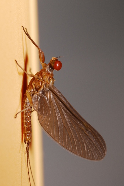 Ecdyonurus sp. e Serratella ignita