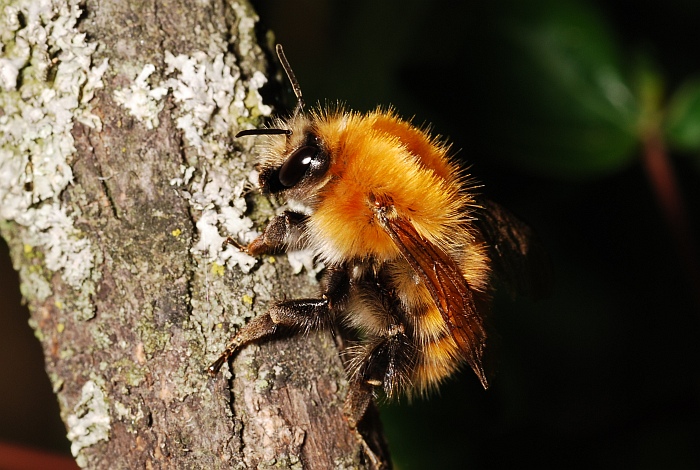 Bombus sp.