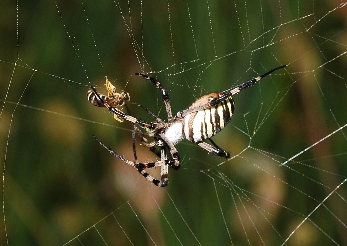 Argiope bruennichi:  preparazione del pranzo