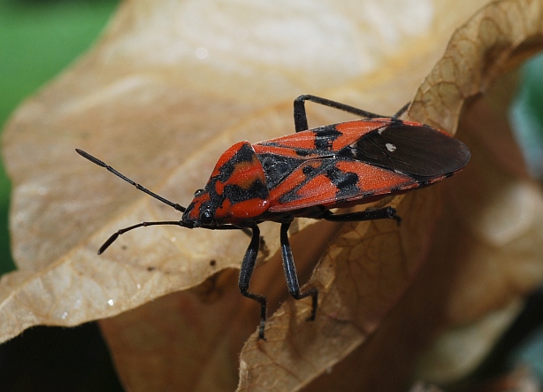 Lygaeidae ? [Spilotethus pandurus]