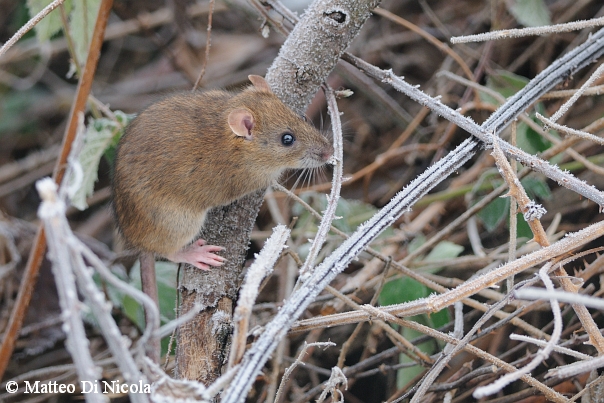 Ratto delle chiaviche juv