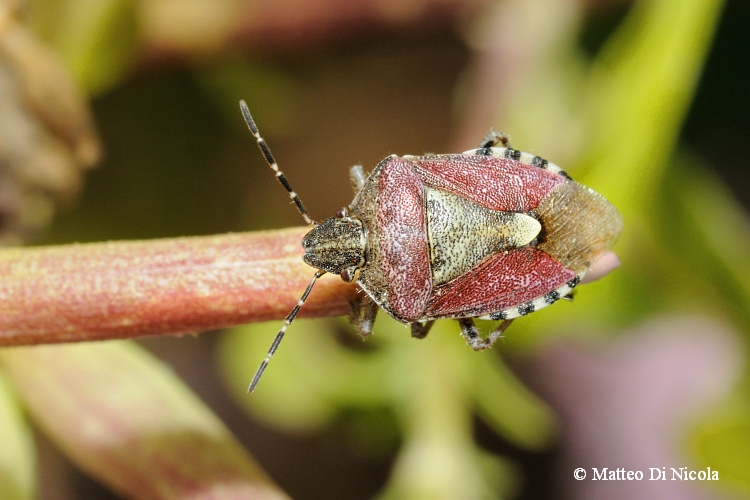 Pentatomidae: Dolycoris baccarum del Parco Ticino