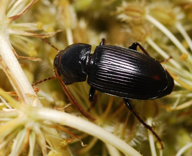 Anisodactylus signatus