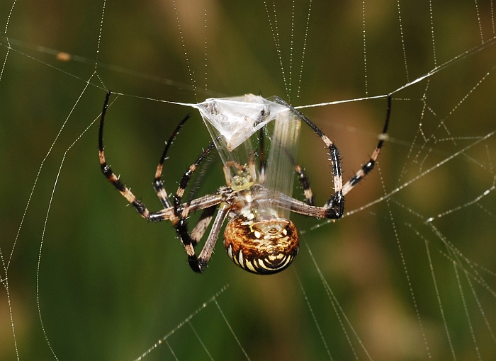 Argiope bruennichi:  preparazione del pranzo
