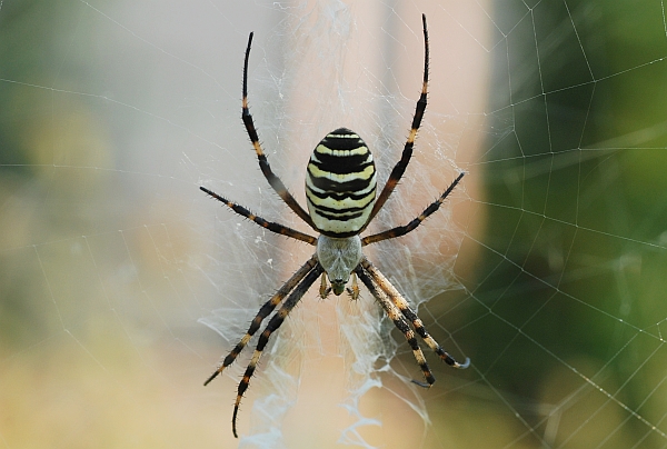Argiope bruennichi:  preparazione del pranzo