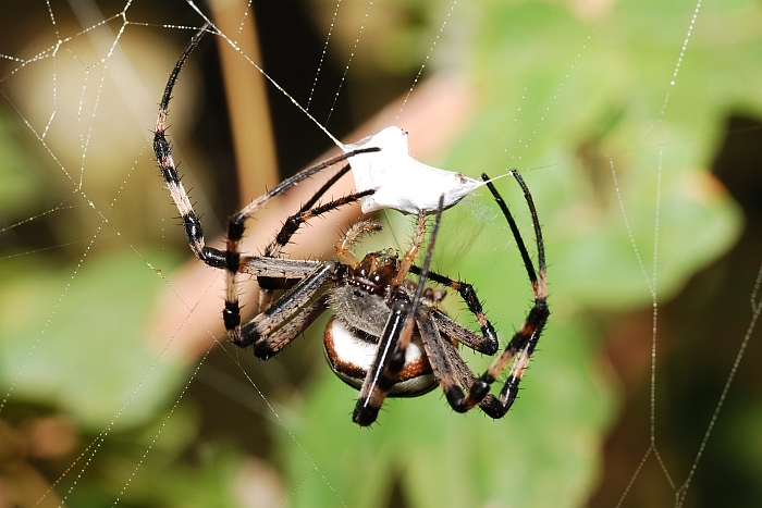 Argiope bruennichi:  preparazione del pranzo