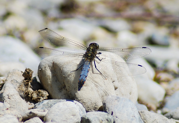 Orthetrum cancellatum