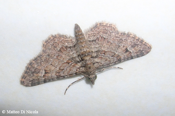 detrerminazione falena - Gymnoscelis rufifasciata